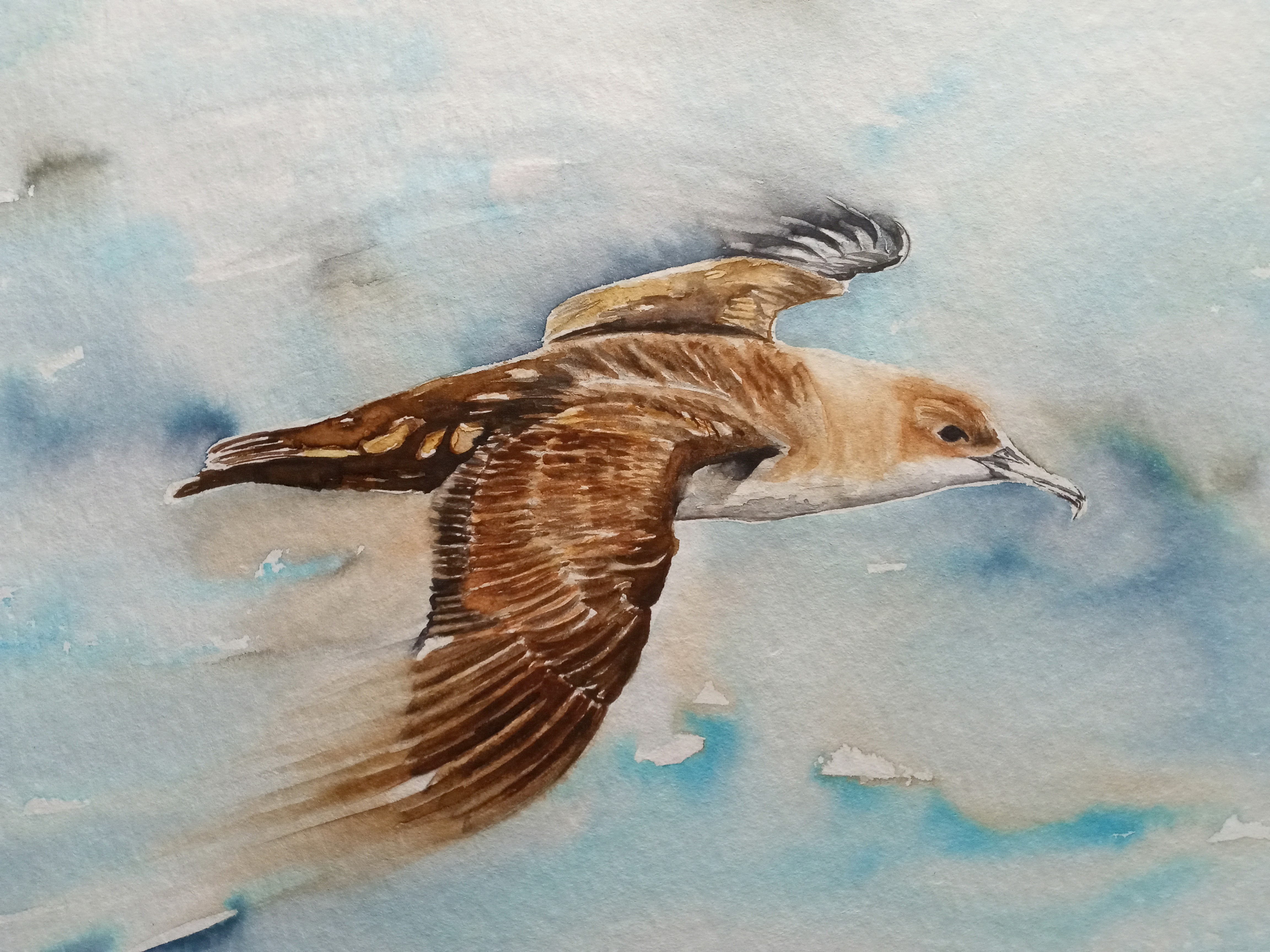 Helen Worthington Balearic Shearwater Pep Arcos