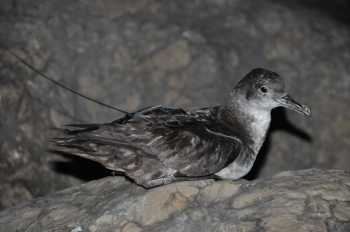 balaearic_shearwater_satellite_tag_henri_weimerskirch