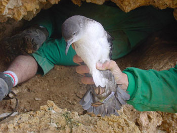 balearic_shearwater3_daniel_oro