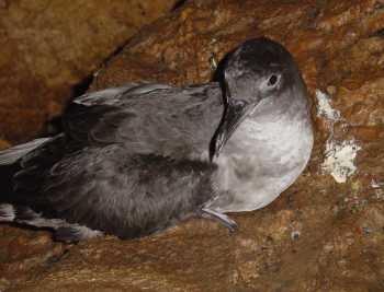 balearic_shearwater_daniel_oro