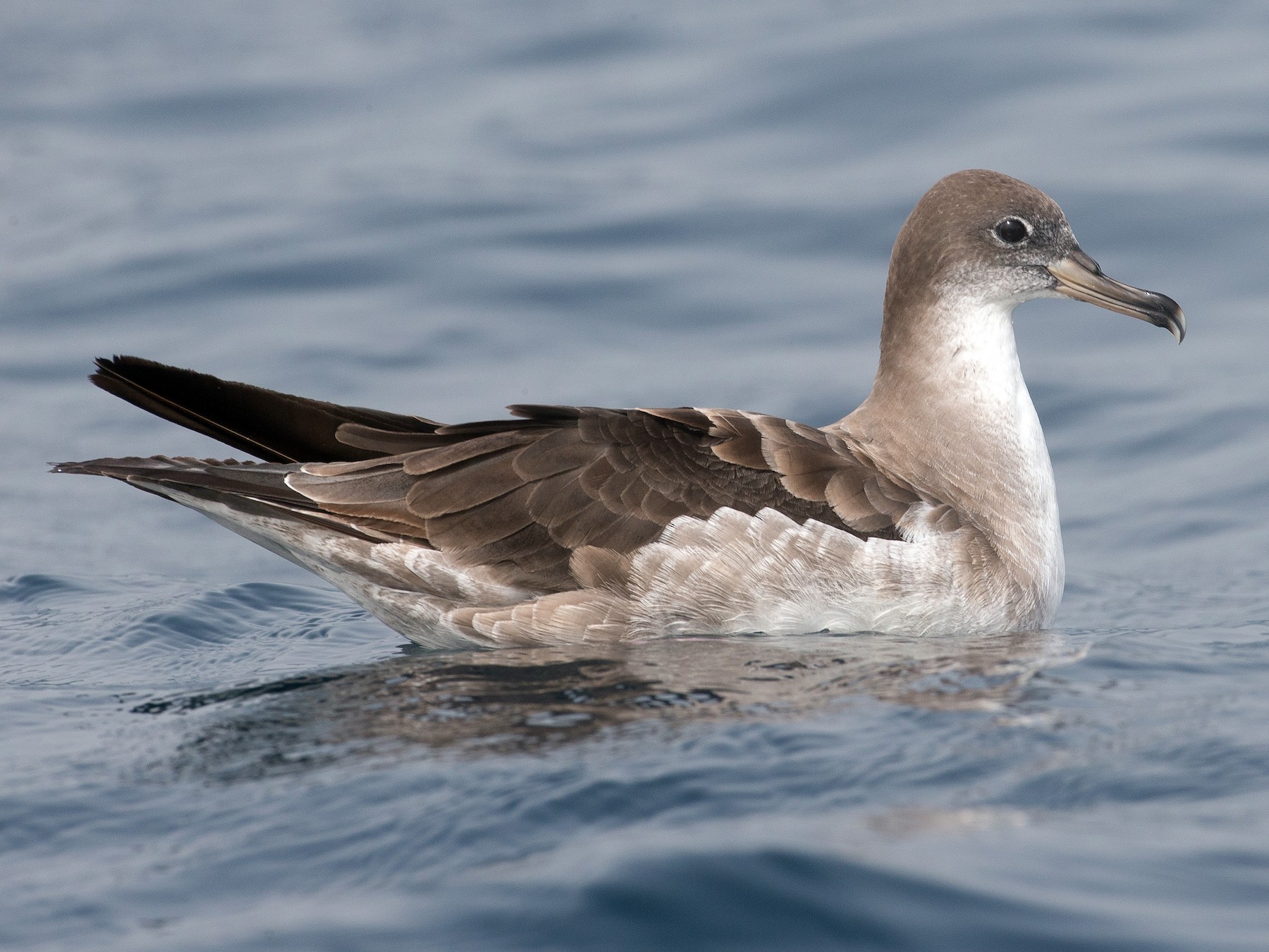 Cape Verde Shearwater