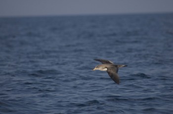 Calonectris_diomedea_Hyeres_Jacob_Gonzalez-Solis 