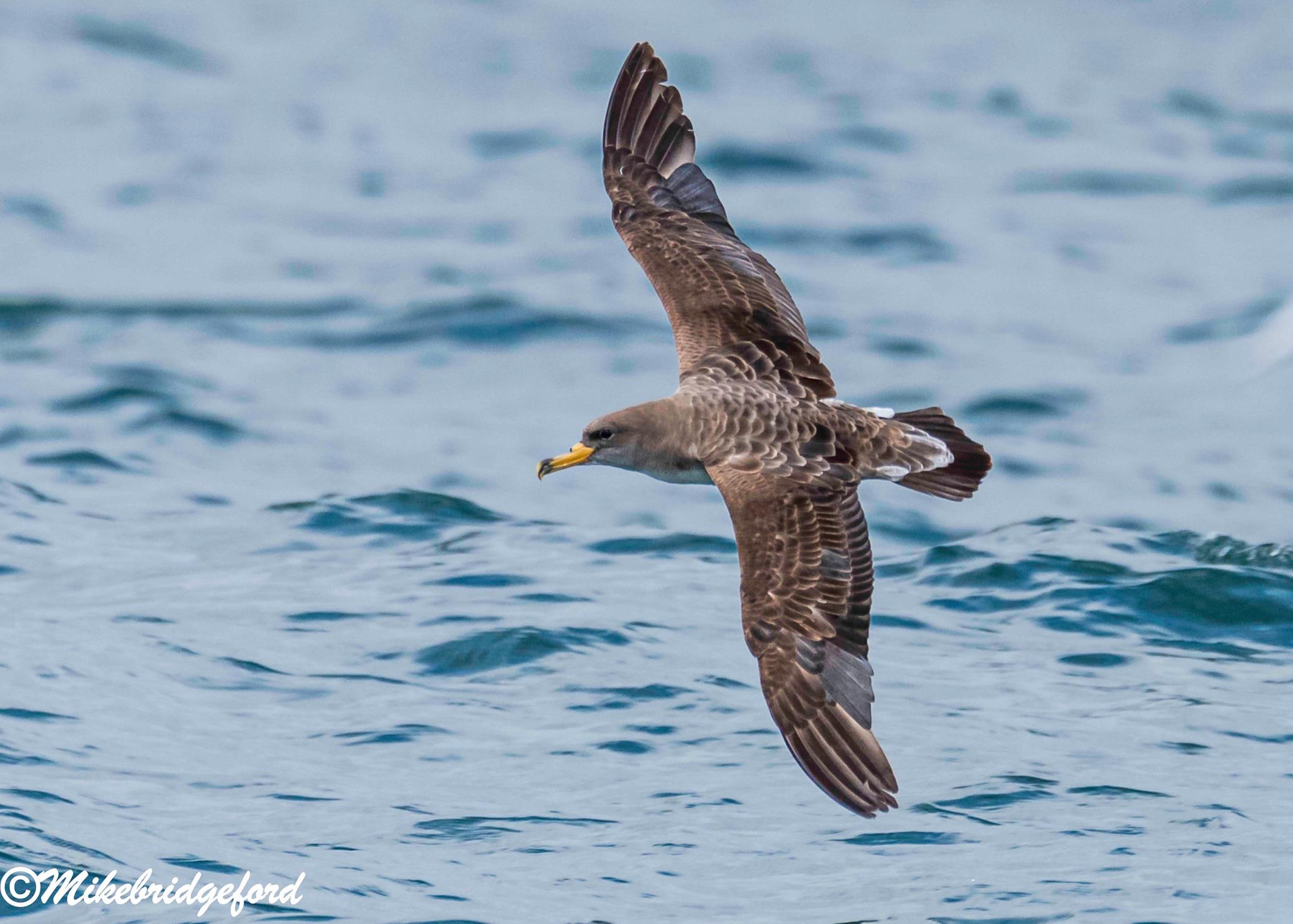 Corys Shearwater Mike Bridgeford 2