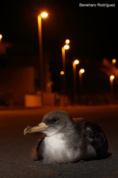 Corys Shearwater grounded Beneharo Rodrguez