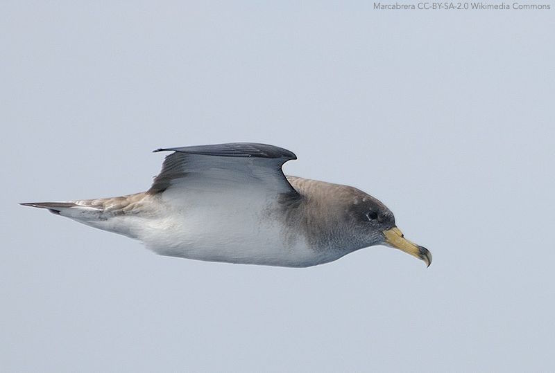 Corys Shearwater in flight