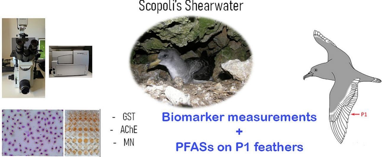 Scopolis graphic Karris