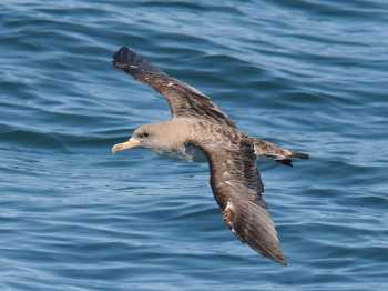 corys_shearwater_john_graham