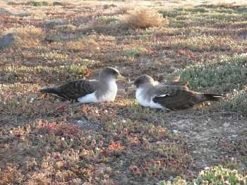 Agreement on the Conservation of Albatrosses and Petrels - Sexual ...