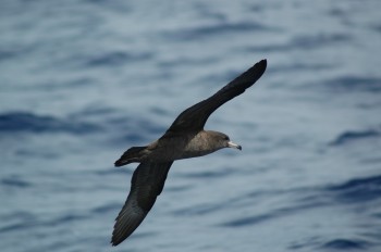 Flesh-footed Sheawater 2 flying Tim Reid s