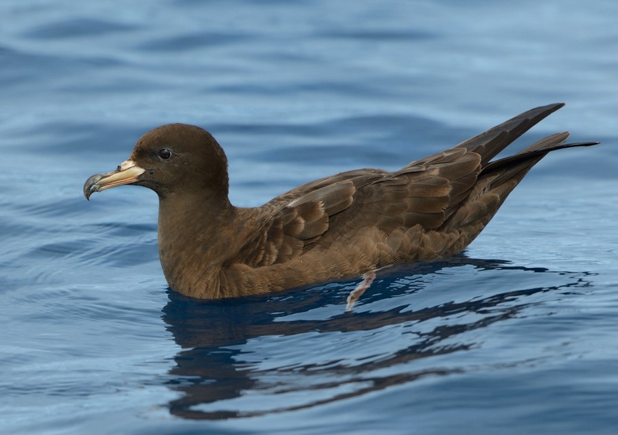 Flesh footed Shearwater 2 Kirk Zufelt