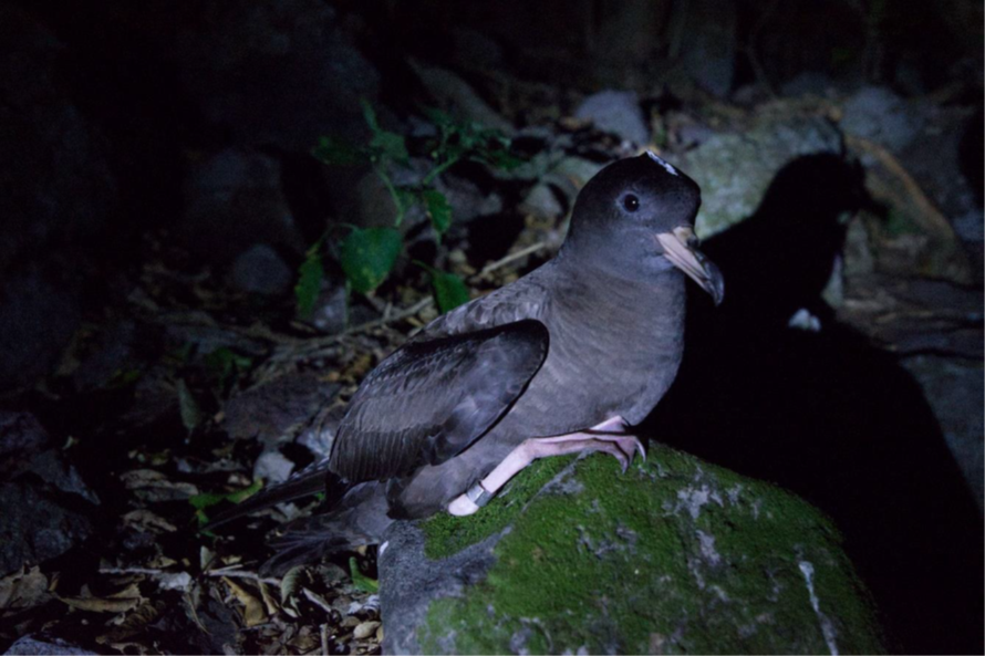 Flesh footed Shearwater Crowe report