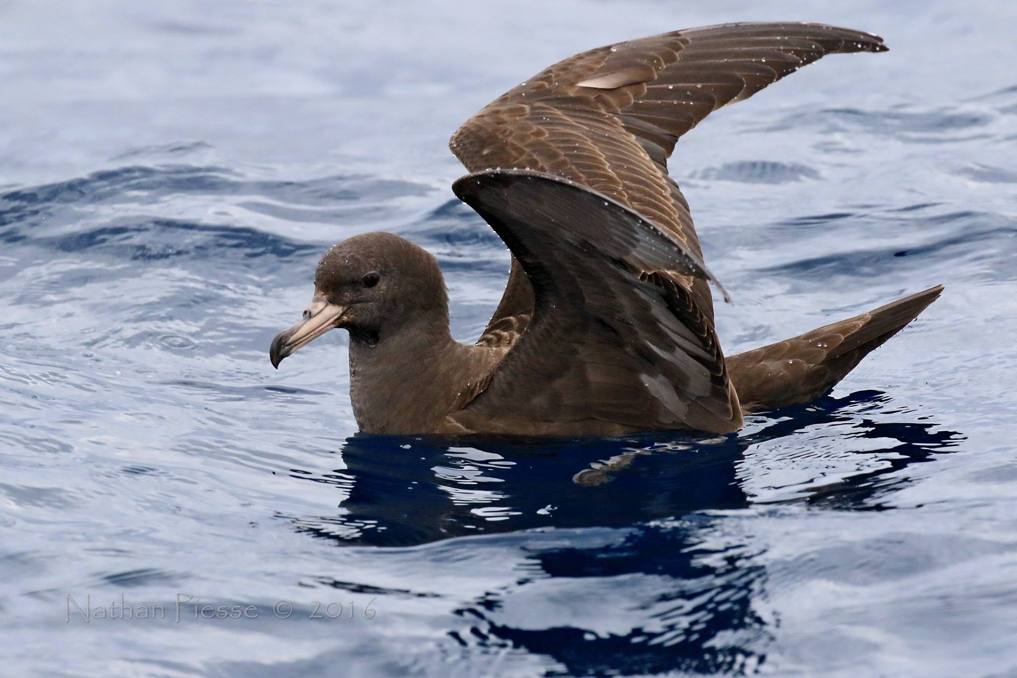 Flesh footed Shearwater Nathhan Piesse.3