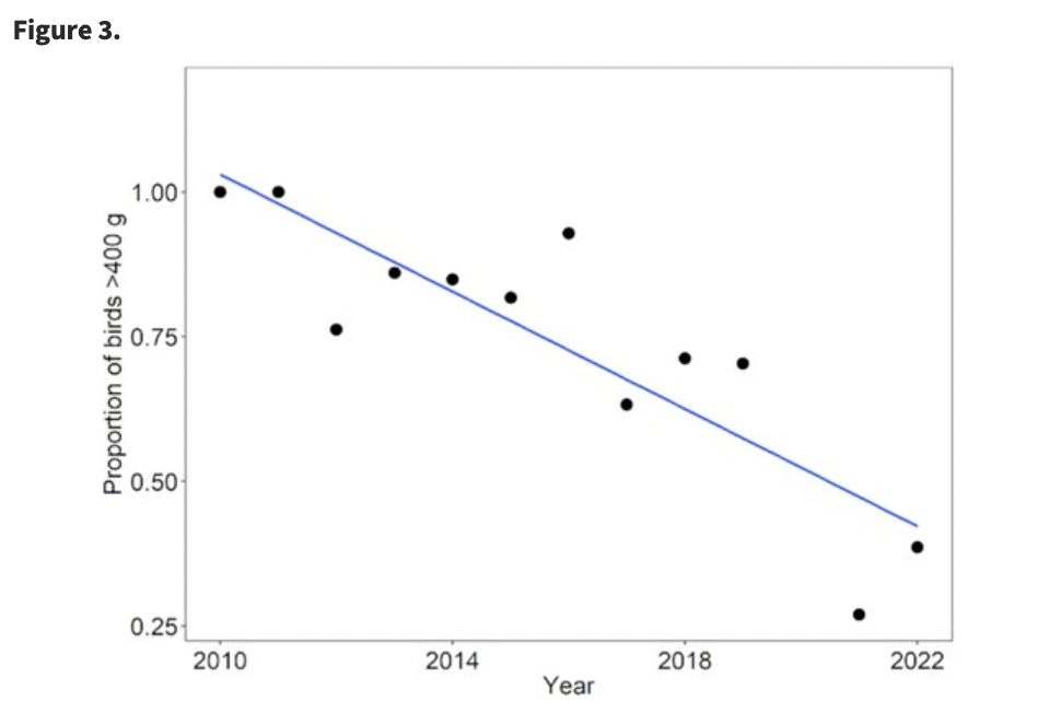 Proportion of fledgling LHI Flesh footed Shearwaters healthy body mass 400g 20102022