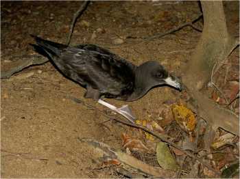 flesh footed shearwater barry baker