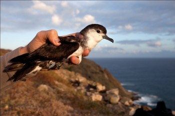 Macaronesian Shearwater Luis Ferreira