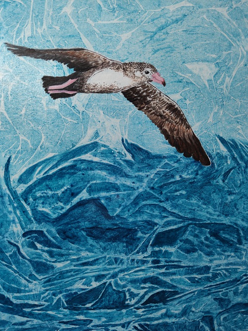 Birgit Meyer Pink footed Shearwater Acrylic Peter Hodum shrunk