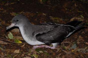 Pink footed Shearwater Peter Hodum s
