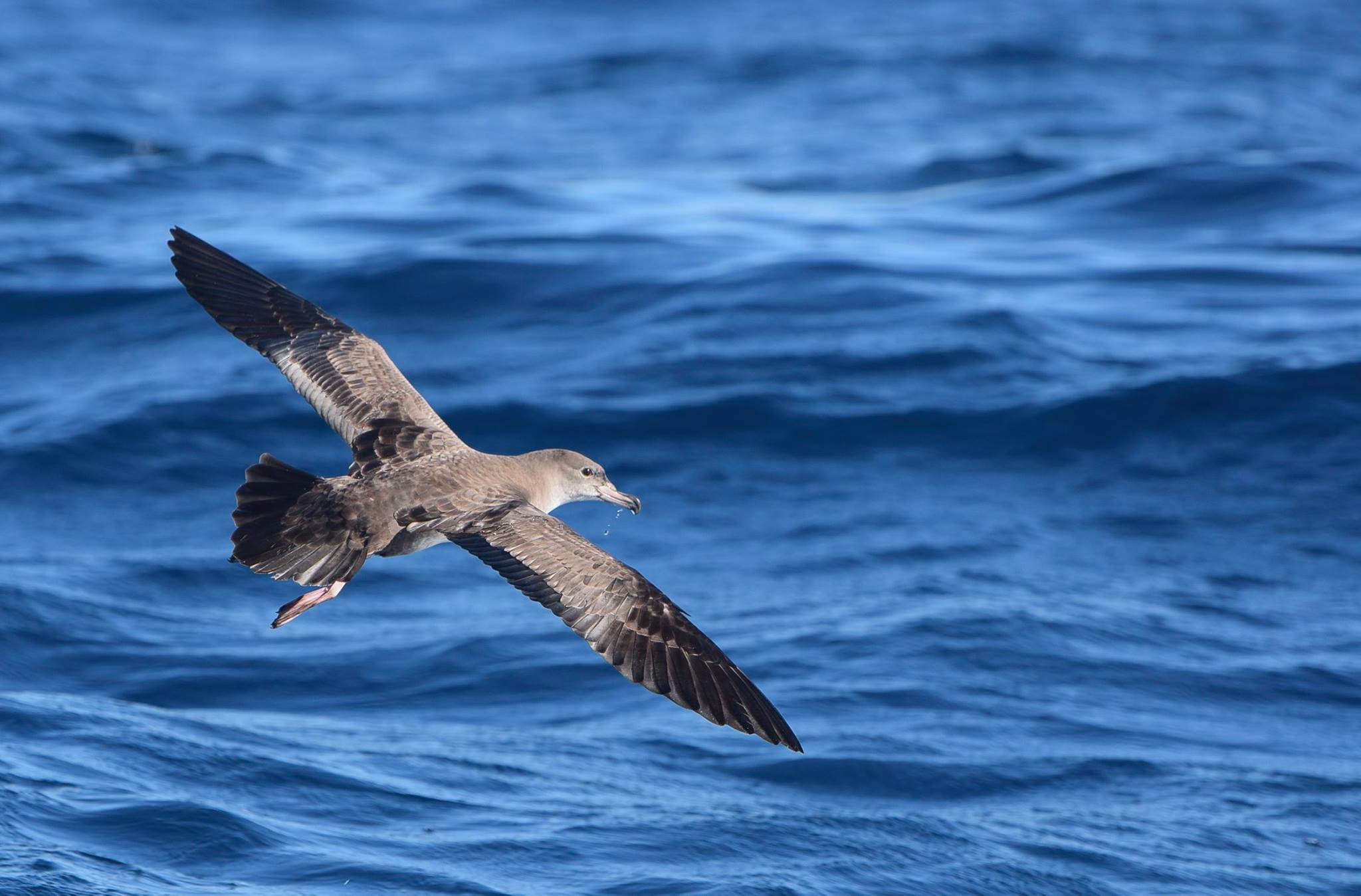 Pink footed Shearwater Oikonos
