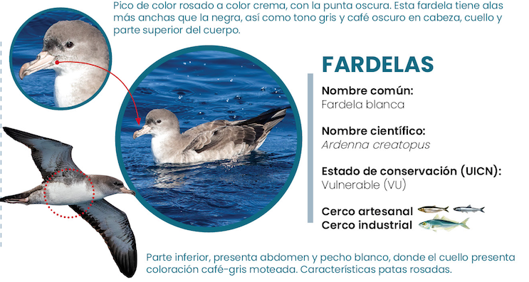 Pink footed shearwater ATF Chile 2020 quick guide
