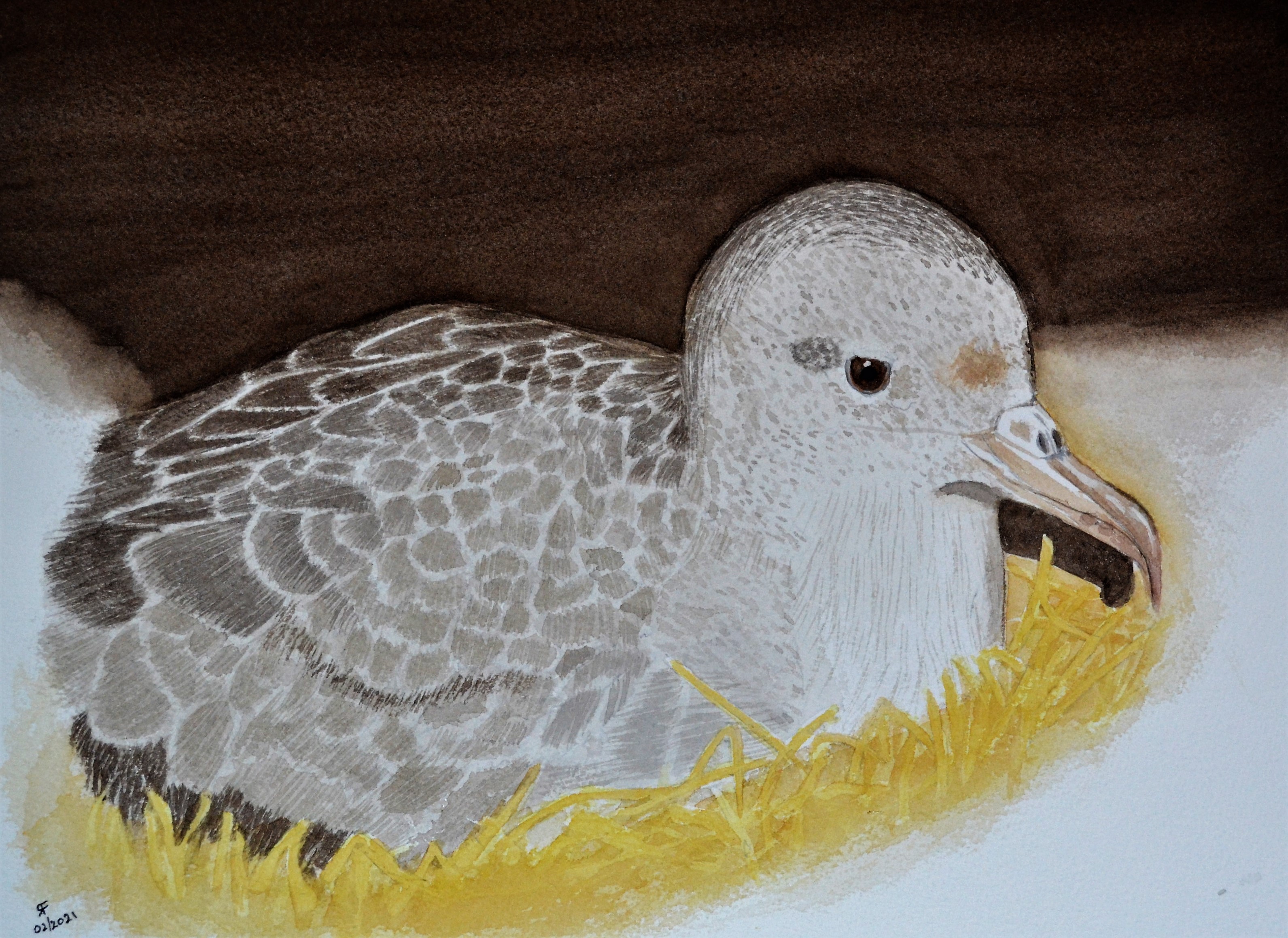 Rod Fletcher Pink footed Shearwater watercolour Peter Hodum