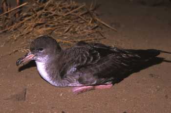 pink-footed_shearwater_peter_hodum