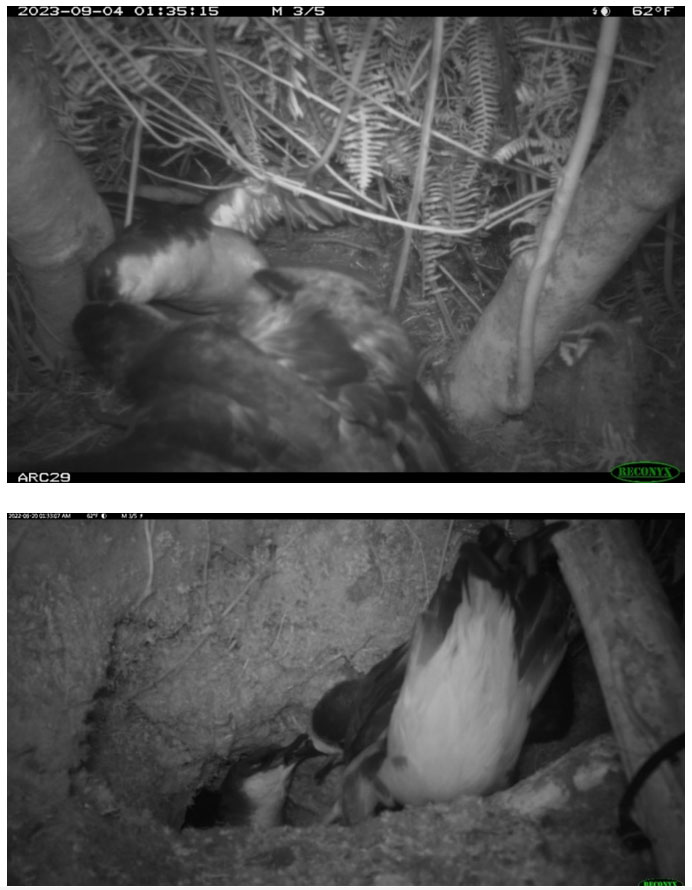 Raine aggression Wedge tailed and Newells