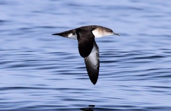 Black vented Shearwater