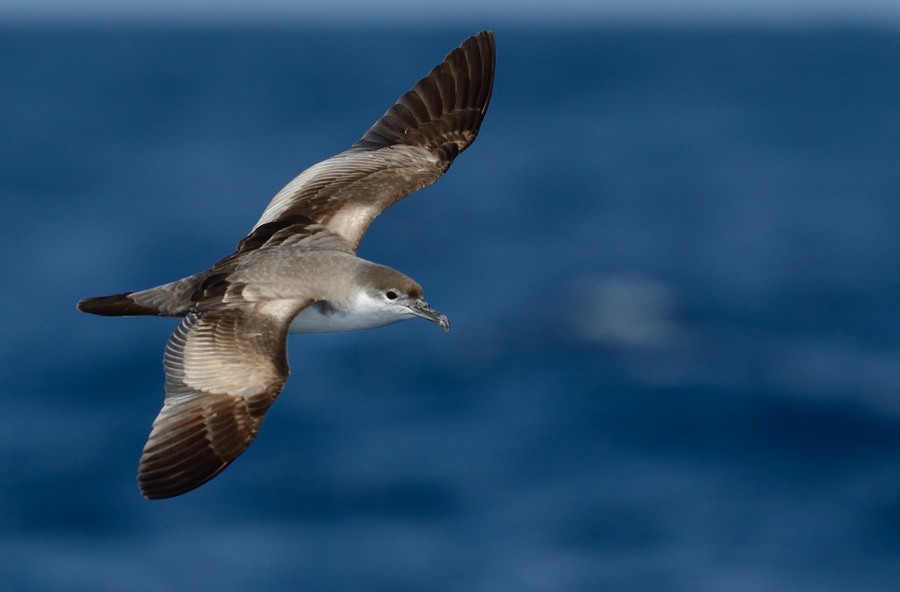 Bullers Shearwater off North Cape NZ Kirk Zufelt