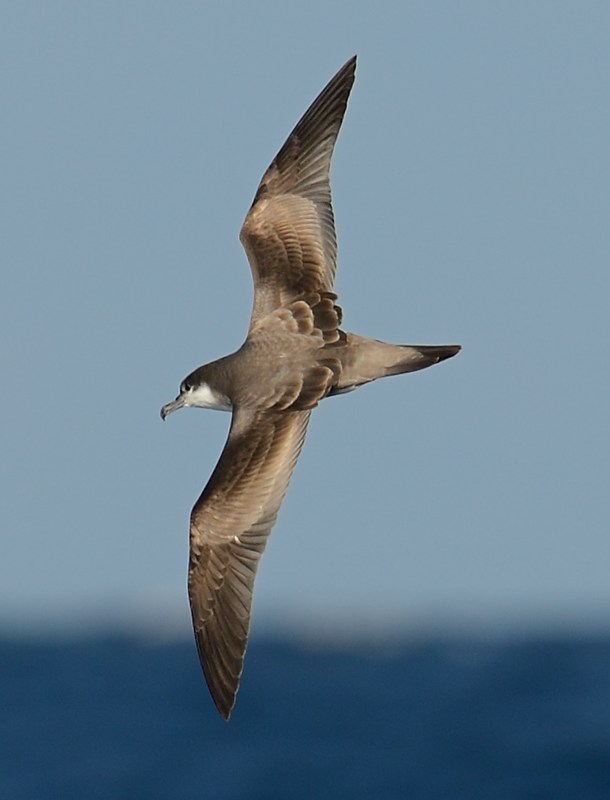 Bullers Shearwater off Mercury Islands MZ Kirk Zufelt