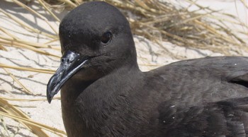 Christmas Shearwater FWS