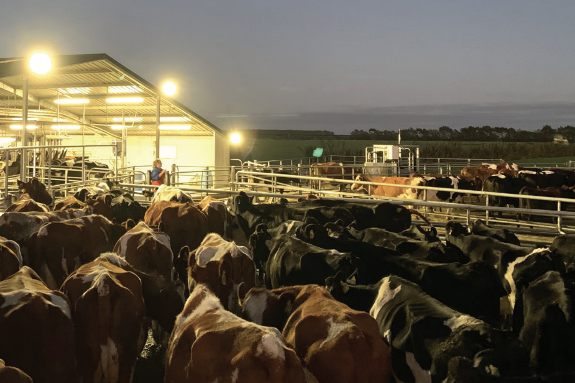 Dairy Farm