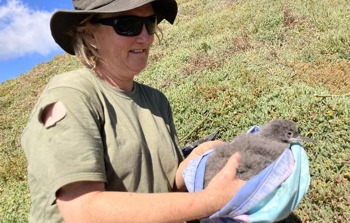 Fluttering Shearwater translocation 1