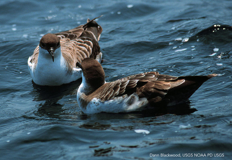 Great Shearwaters