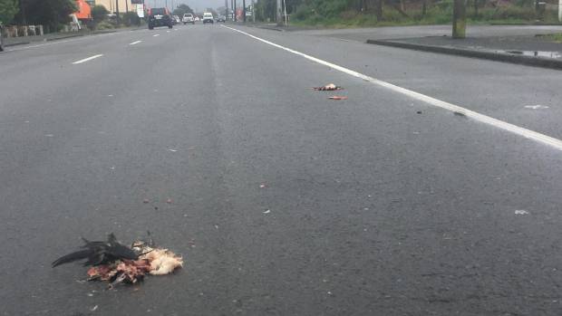 Huttons road kill