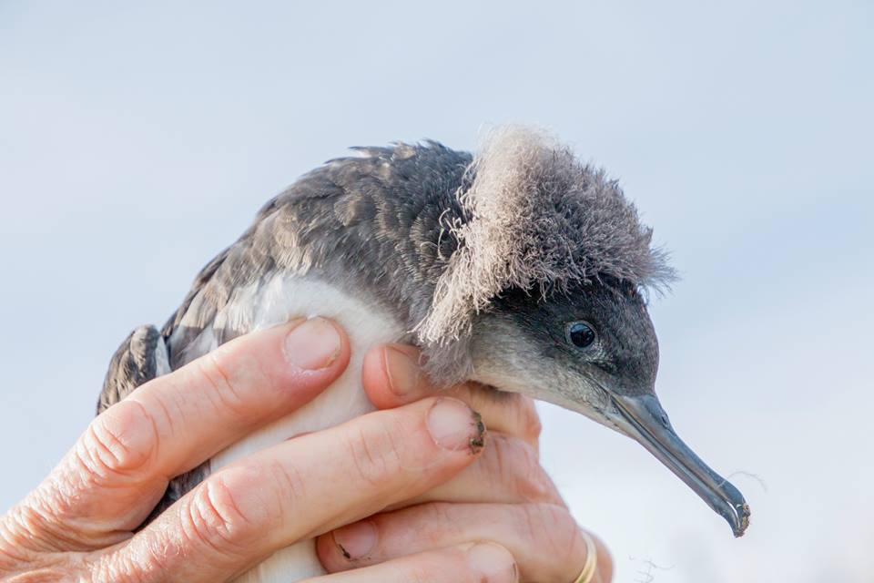 Huttons 2018 chick