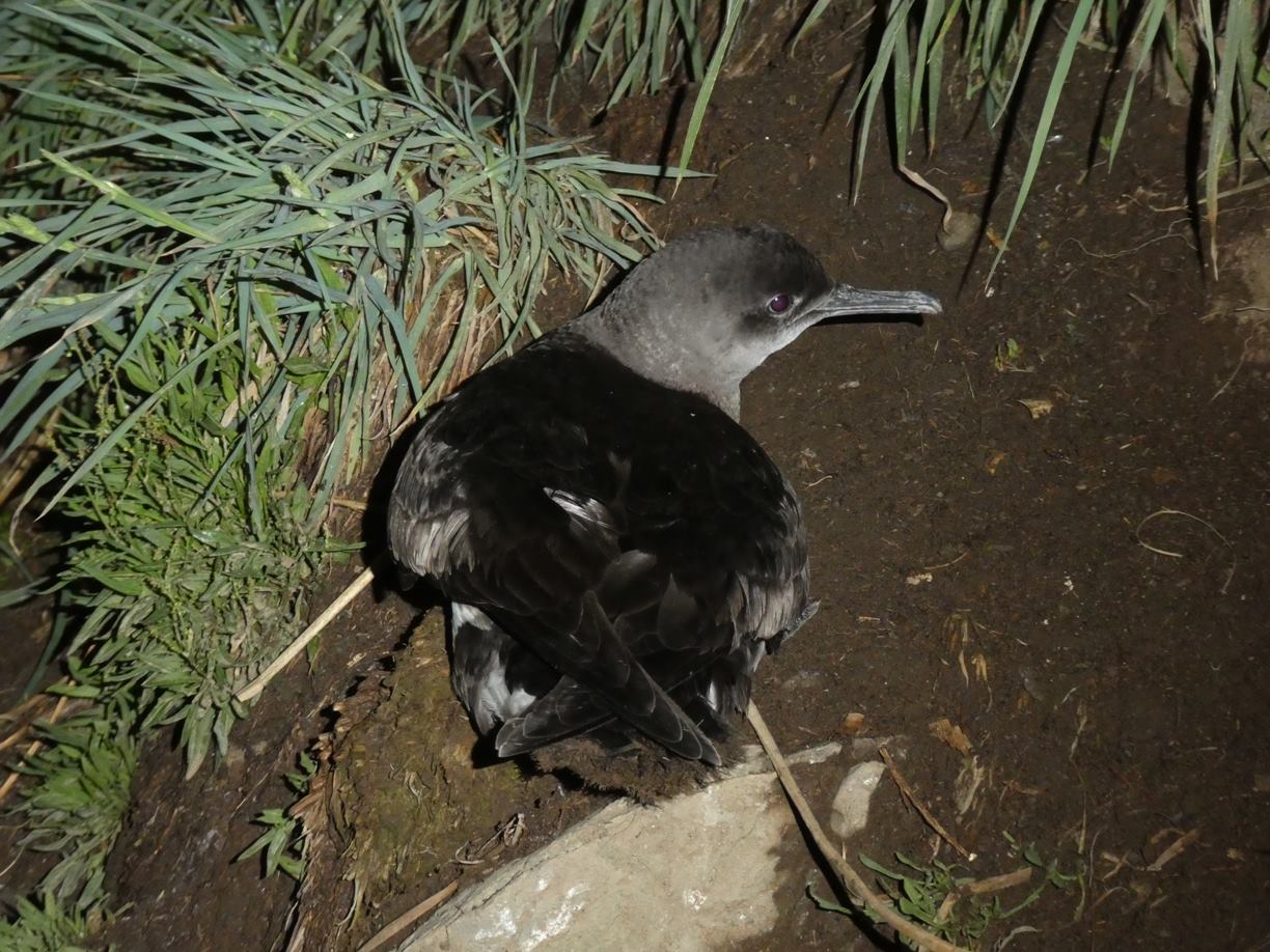 Huttons Shearwater.Richard Cuthbert jpg