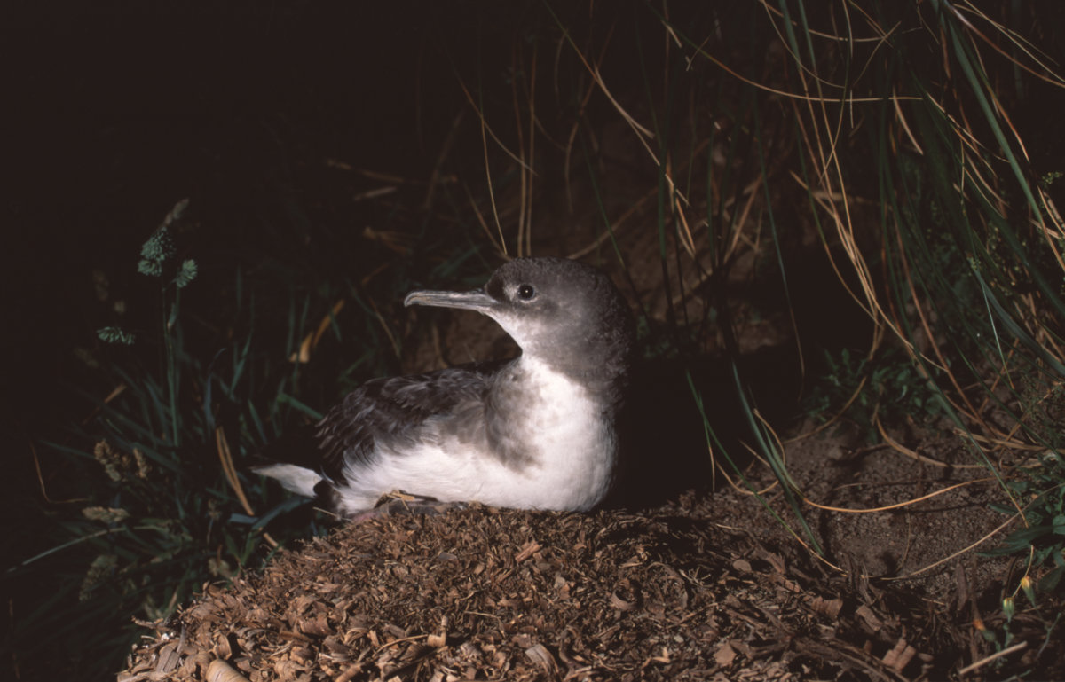 Huttons Shearwater Richard Cuthbert