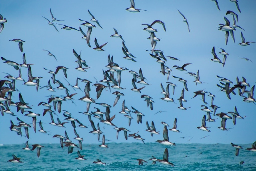 Huttons Shearwater flock Lorna Deppe