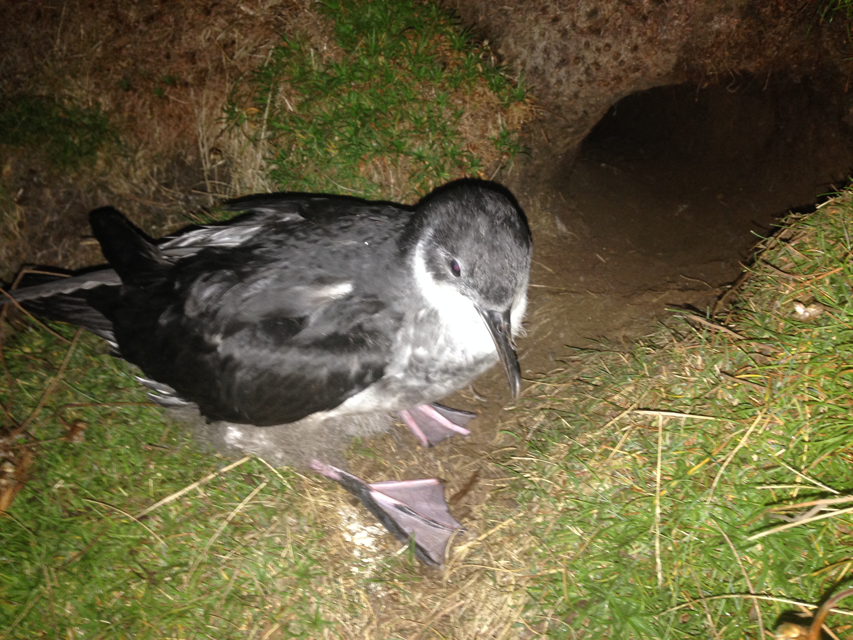 Manx chick Scillies Jaclyn Pearson