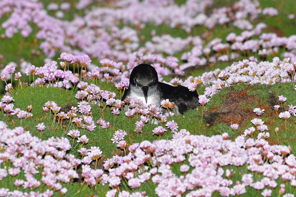 Manx flowers Chris Perrins