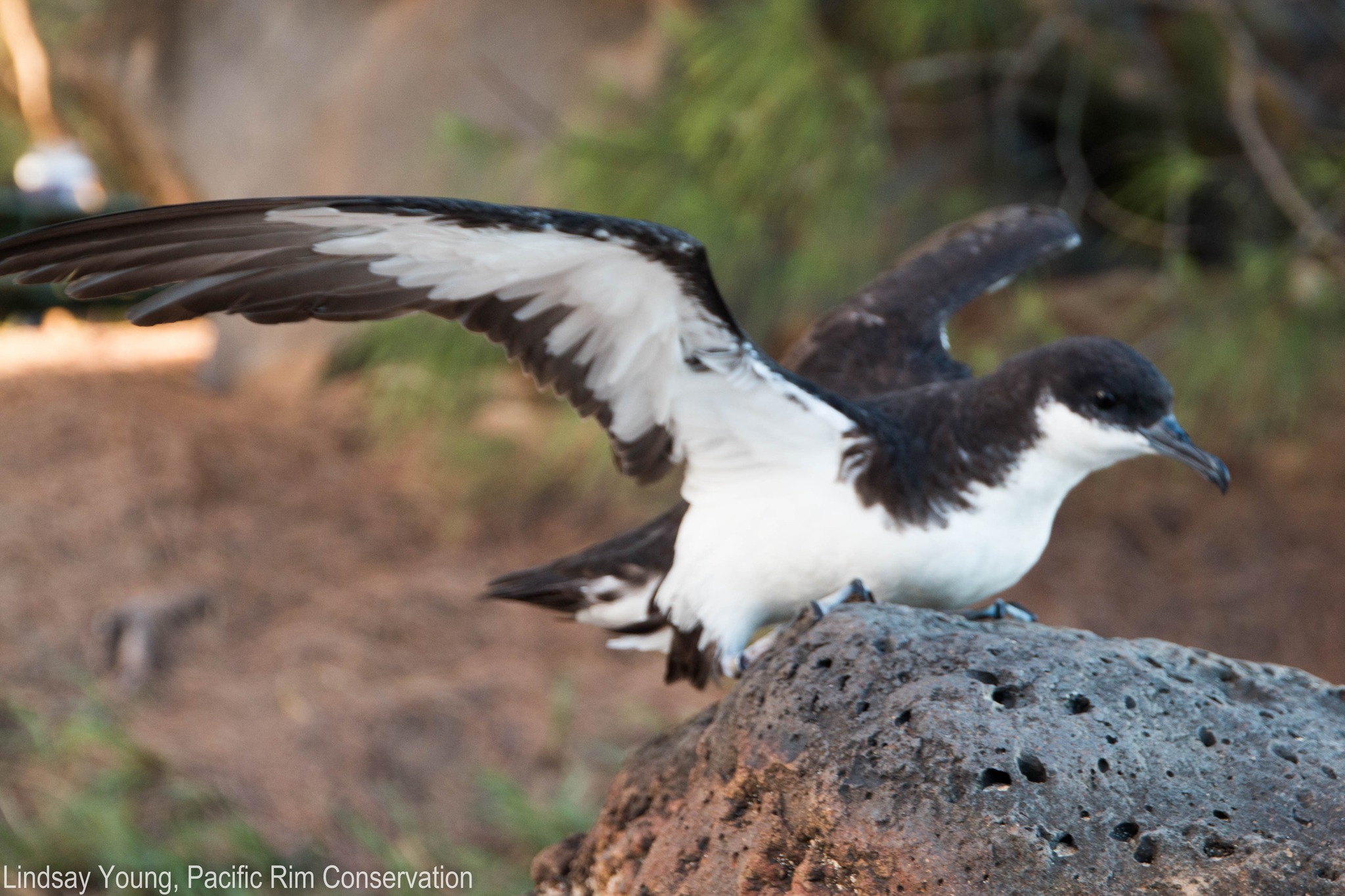 Newells Shearwater Lindsay Young