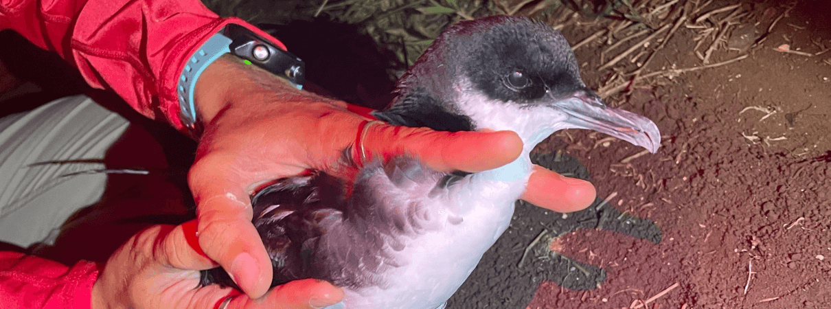 Newells Shearwater translocated male Pacific Rim Conservation