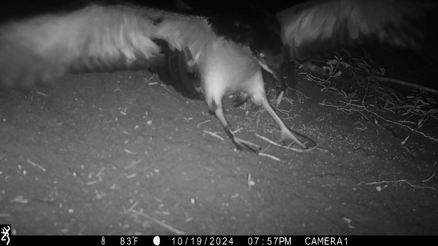 Nihoku Newells fledges Pacific Rim Conseervation