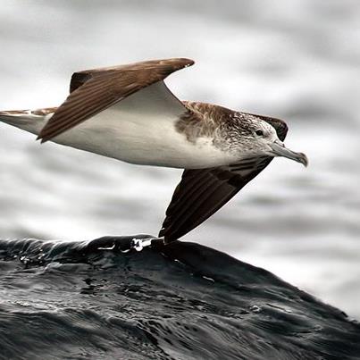 Streaked Shearwater 1