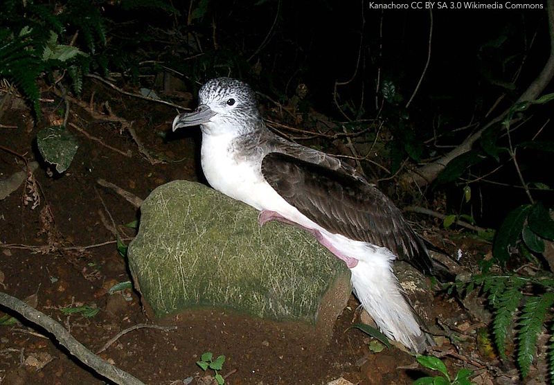 Streaked Shearwater on rock