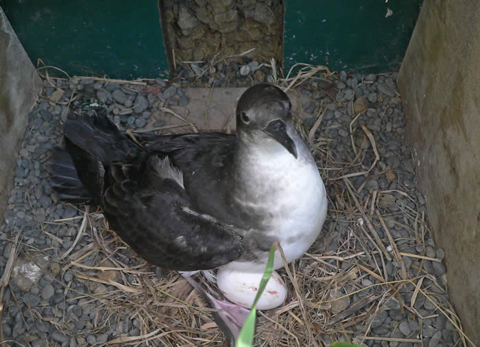 huttons shearwater charitable trust