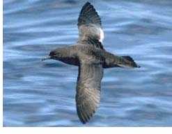 short_tailed_shearwater_mark_carey