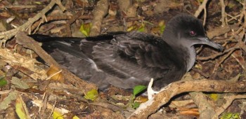 Sooty Shearwater West Coast Penguin Trust s1