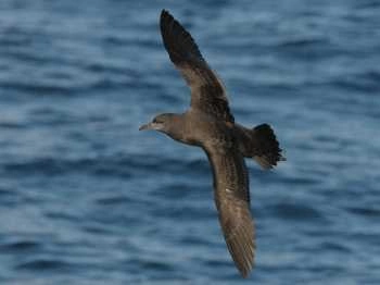 Procellariiform Agreement on the Conservation of Albatrosses and Petrels - Diving ...