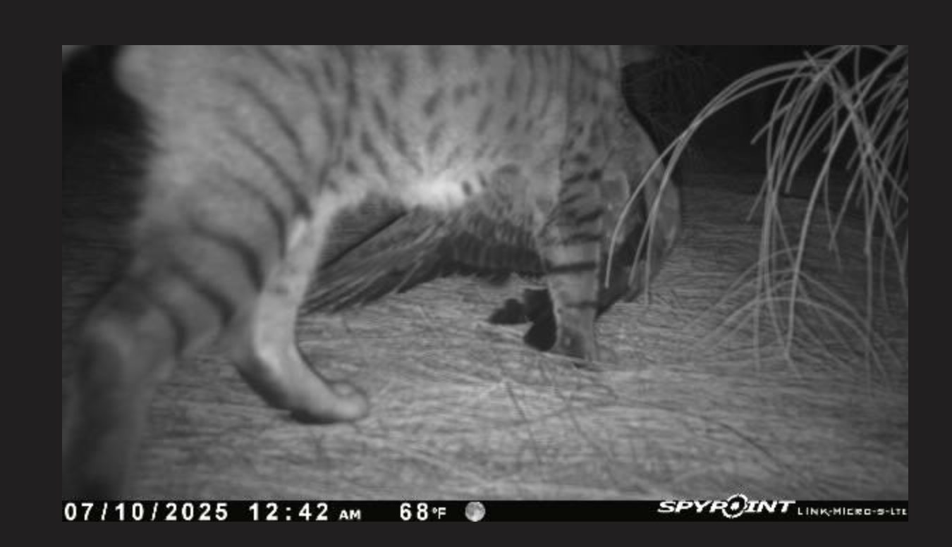 Cat with Wedgie Hob Osterlund
